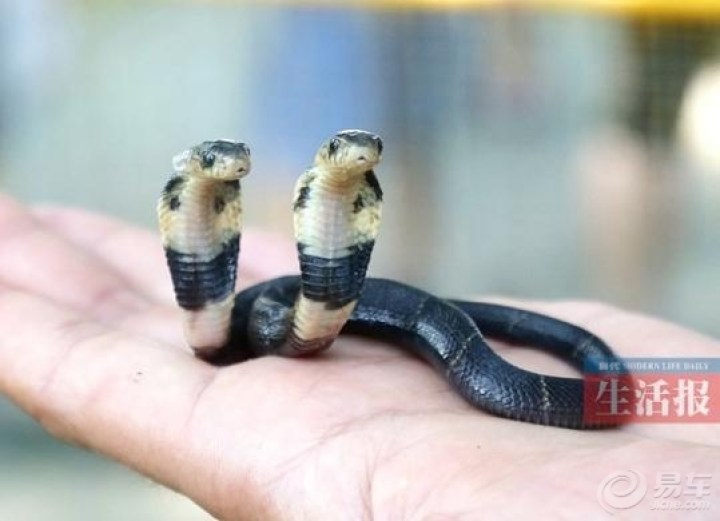 广西30种毒蛇图片蛇类图片