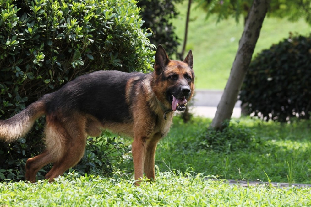 【【夏日暖宠秀】调皮的弓背】_宠物当家论坛图片集锦_汽车论坛-易车