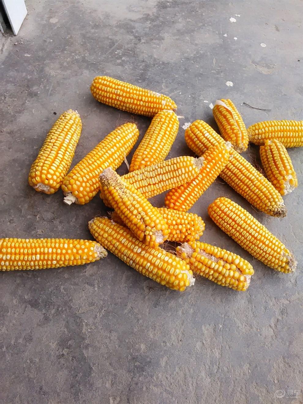 【玉米棒子