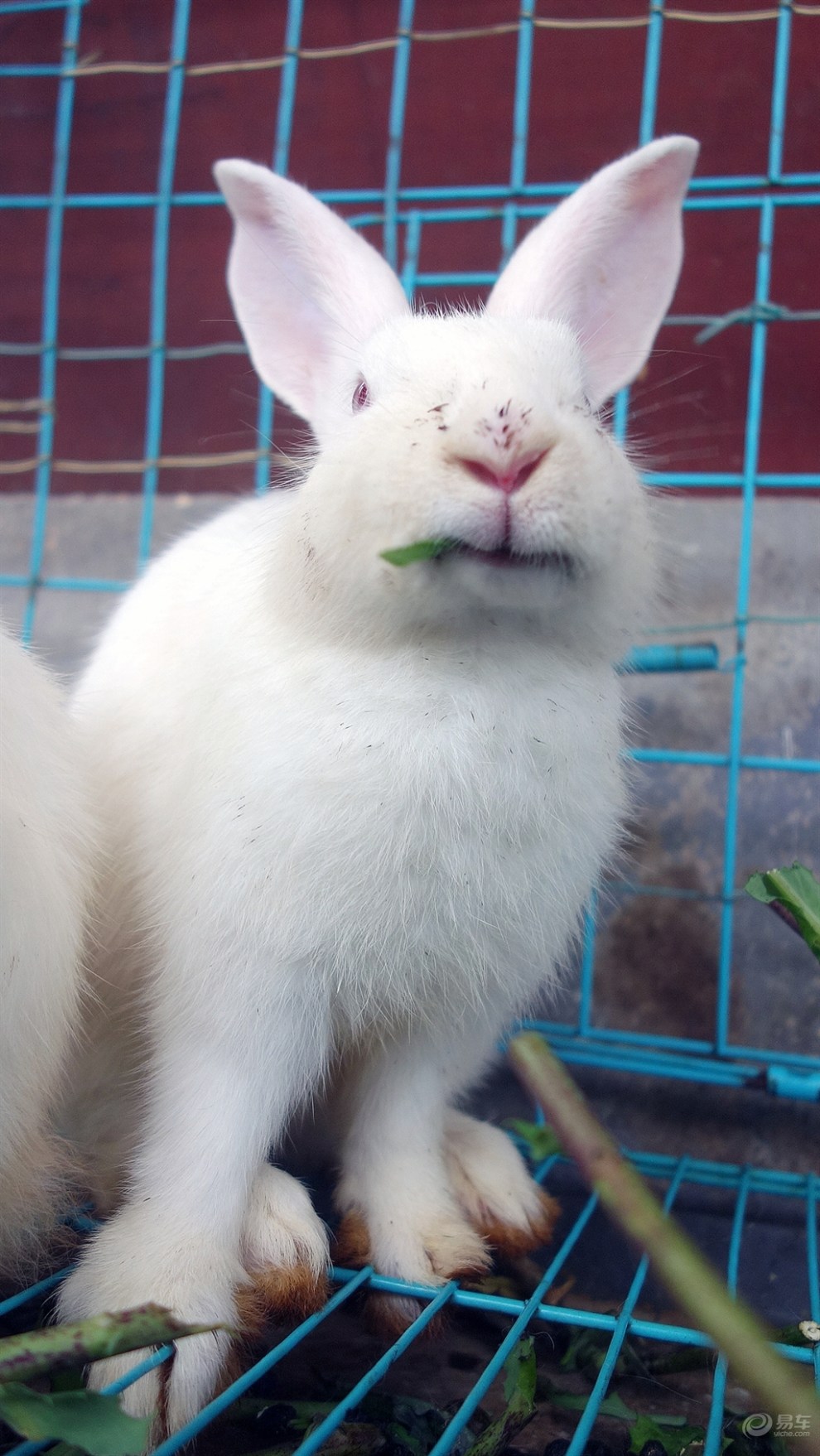 【霸气萌宠】会笑的兔儿爷!