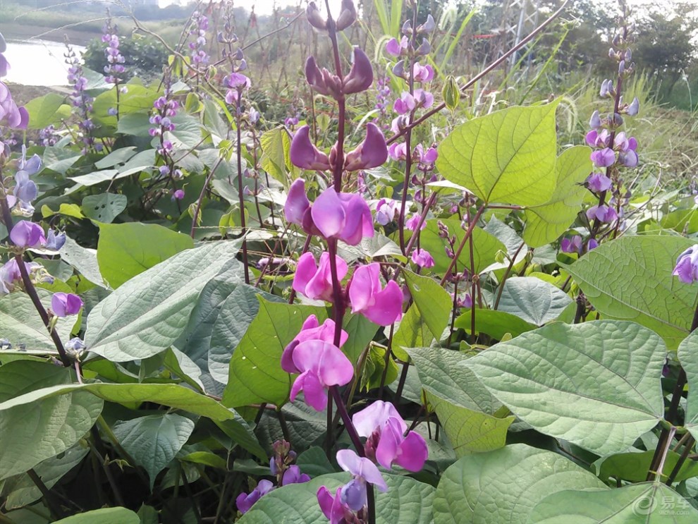 【申精】路邊隨拍扁豆,扁豆花