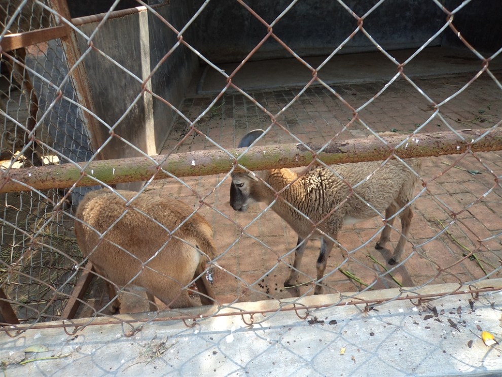 【超寶動起來】第五季,金華動物園遊玩(合照)