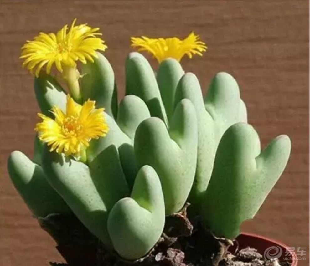 多肉植物开花,简直美翻了!