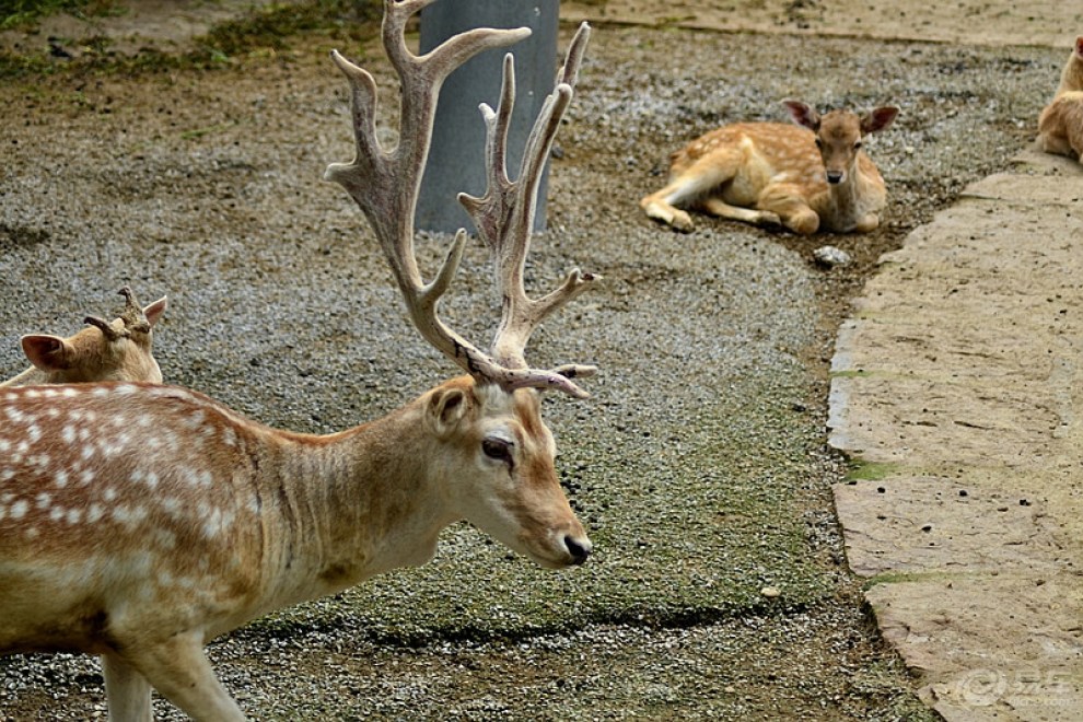 【cd】一组鹿子!