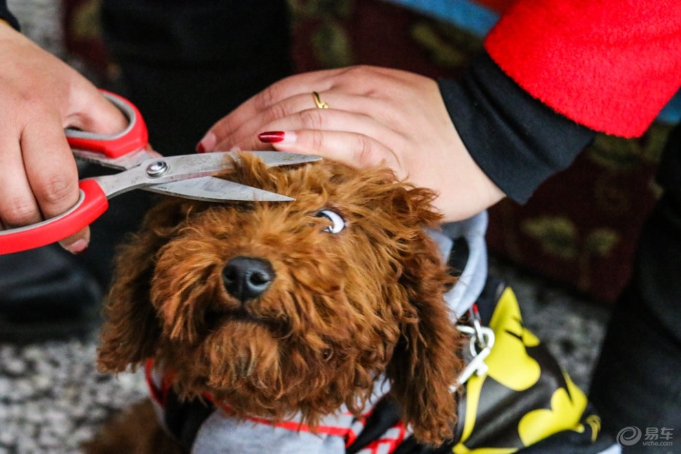 【欢乐萌宠第二季】巧克力剪毛记