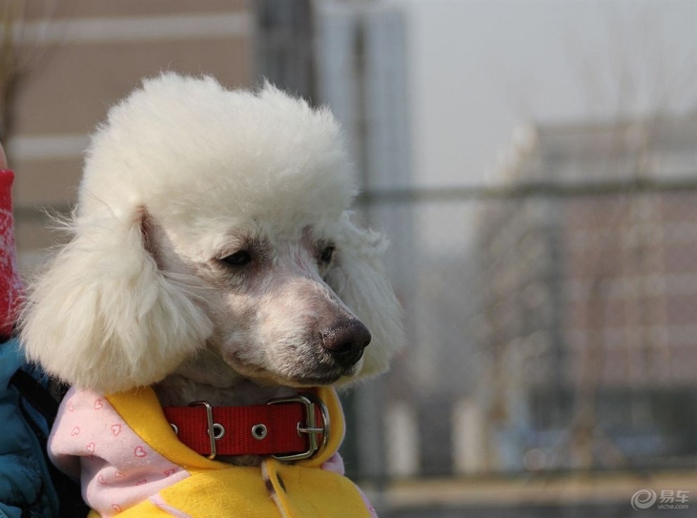 【欢乐萌宠第二季】黄衫贵宾犬