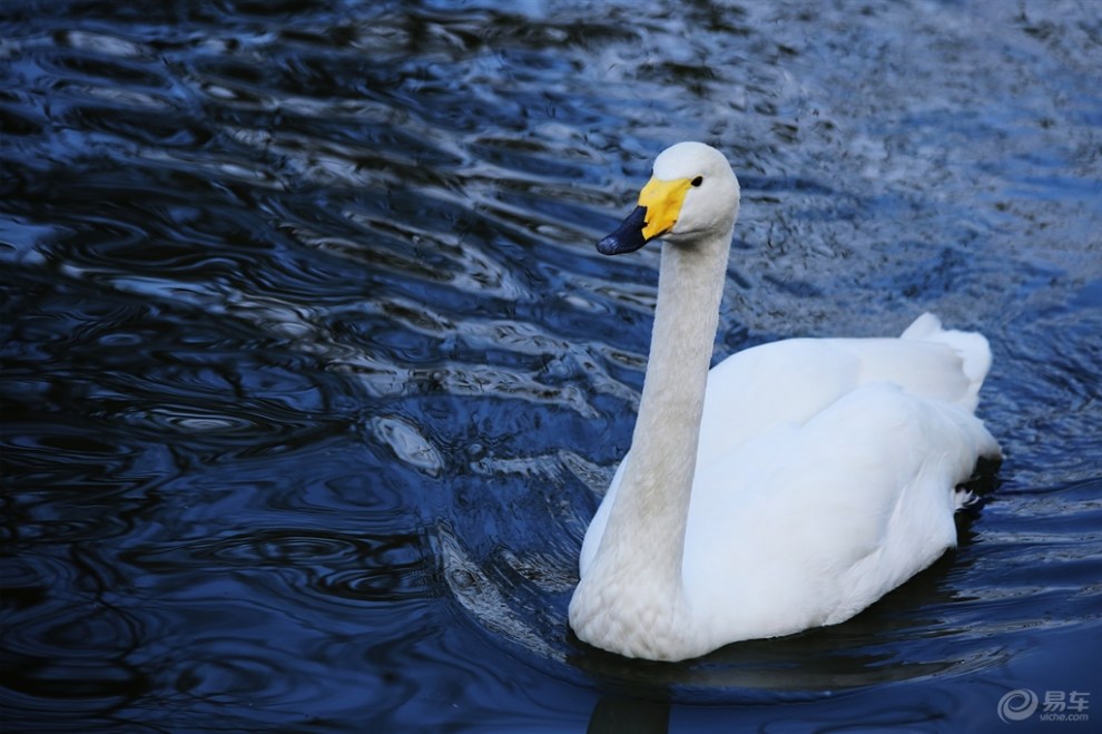 【【欢乐萌宠第二季】迁徙越冬的白天鹅】_宠物当家社区图片集锦_汽车