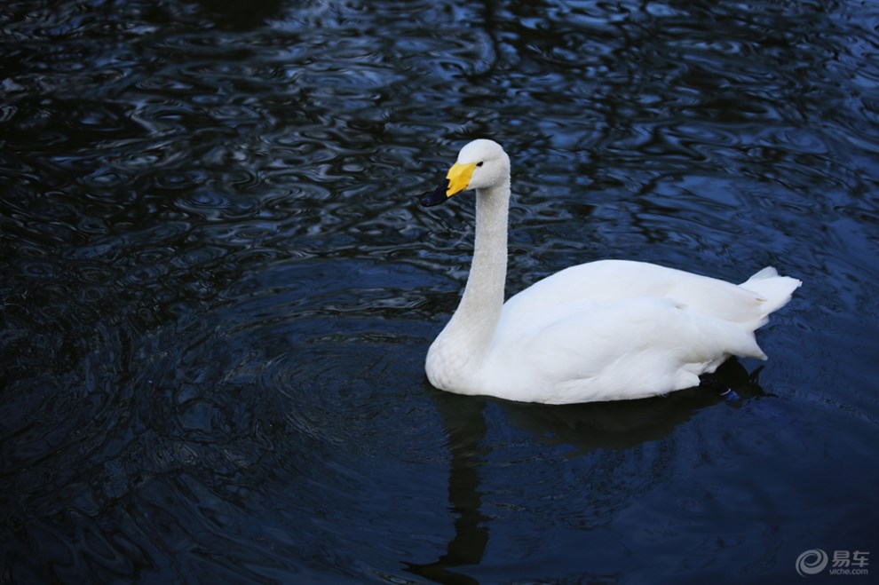 【【欢乐萌宠第二季】迁徙越冬的白天鹅】_宠物当家社区图片集锦_汽车