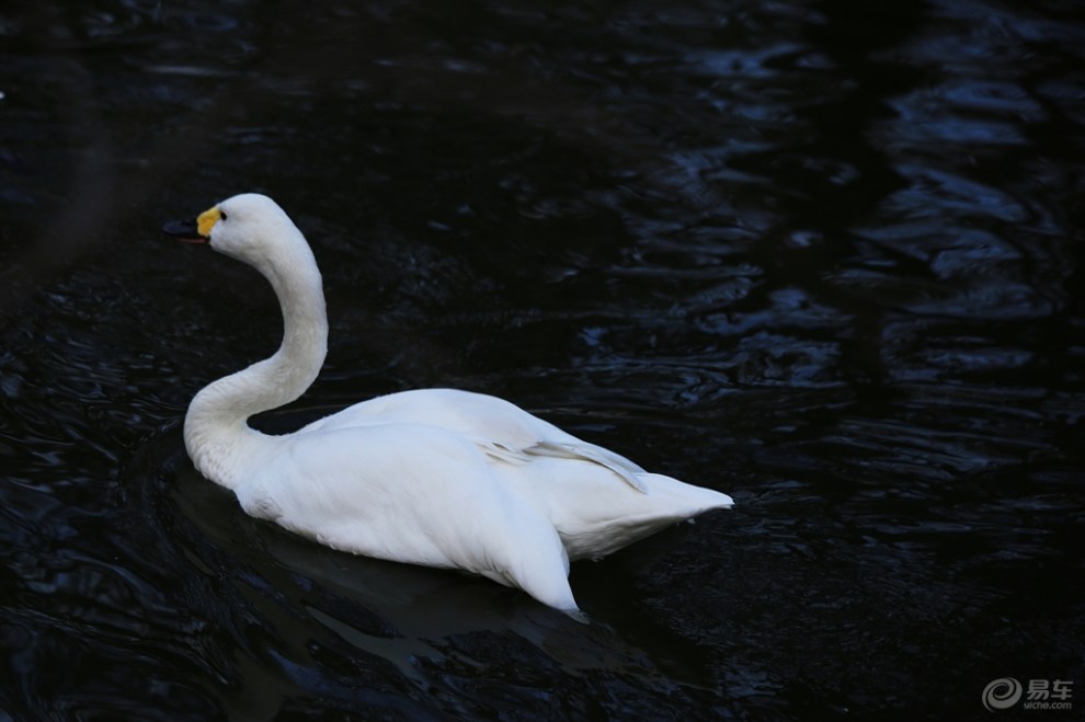 【【欢乐萌宠第二季】迁徙越冬的白天鹅】_宠物当家论坛图片集锦_汽车
