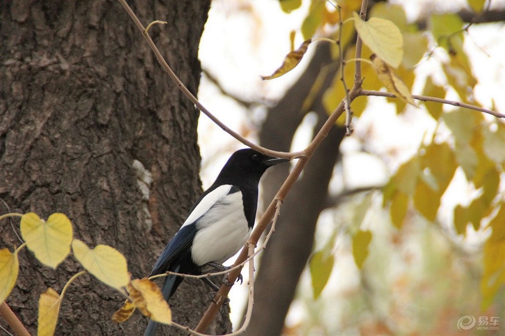 【【欢乐萌宠第二季】喜鹊登枝报新春】_宠物当家论坛图片集锦_汽车