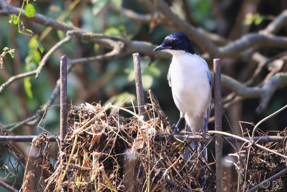 【【欢乐萌宠第二季】暖阳灰喜鹊】_宠物当家论坛图片集锦_汽车论坛
