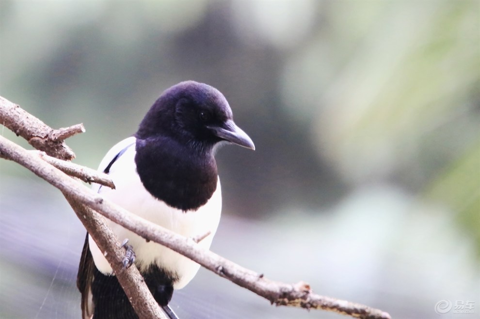 【【欢乐萌宠第二季】喜鹊登枝】_宠物当家论坛图片集锦_汽车论坛