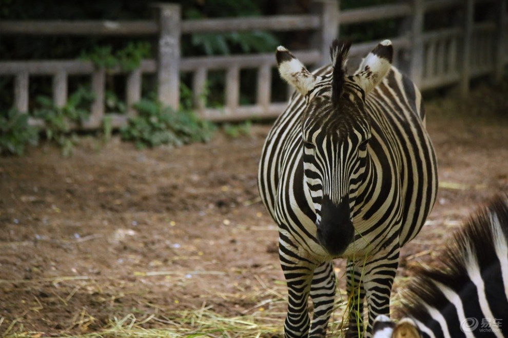 草食性动物斑马