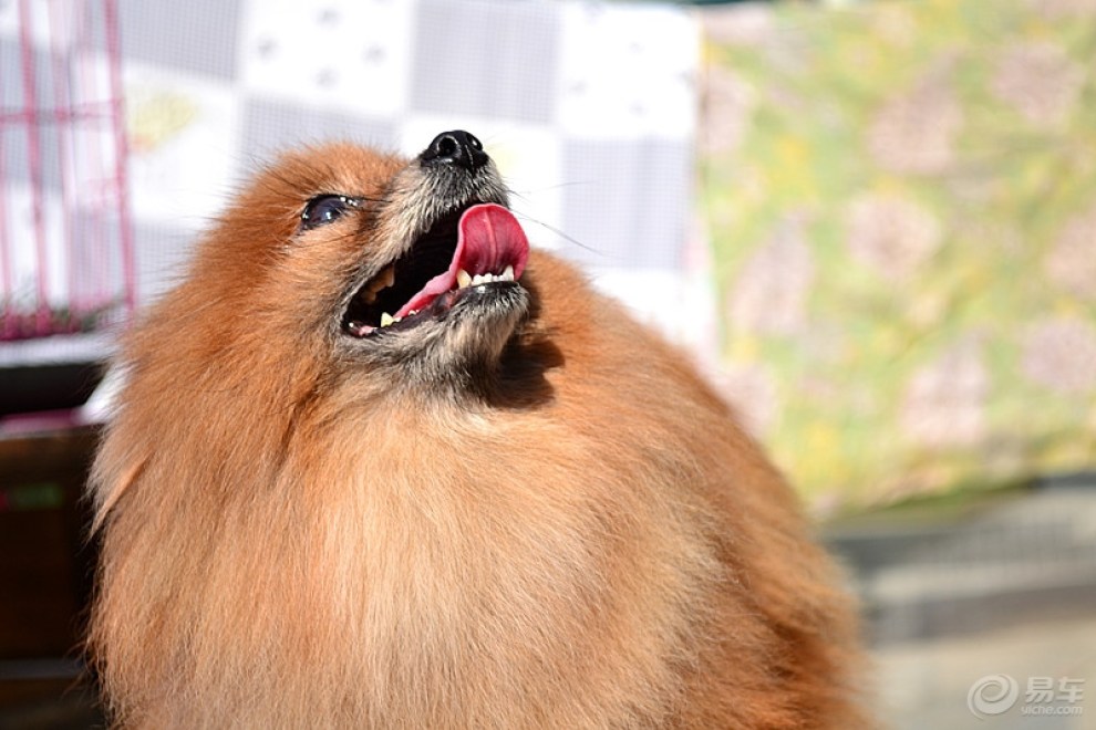 【cd】昂头的老博美!