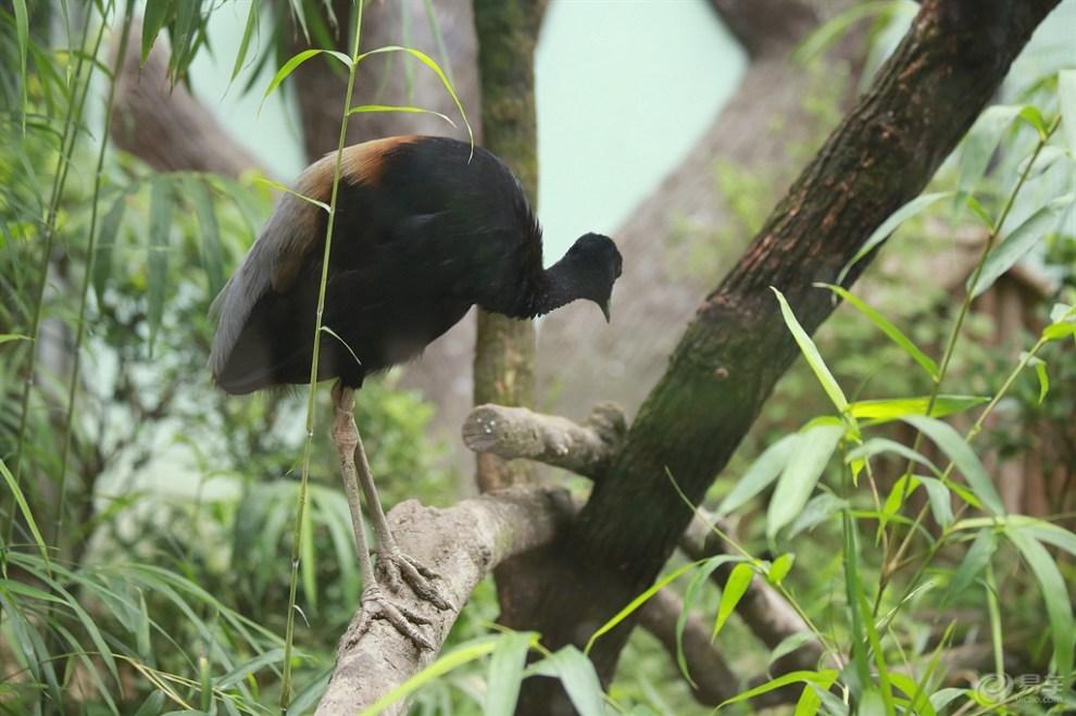 奇特的灰翅喇叭鸟