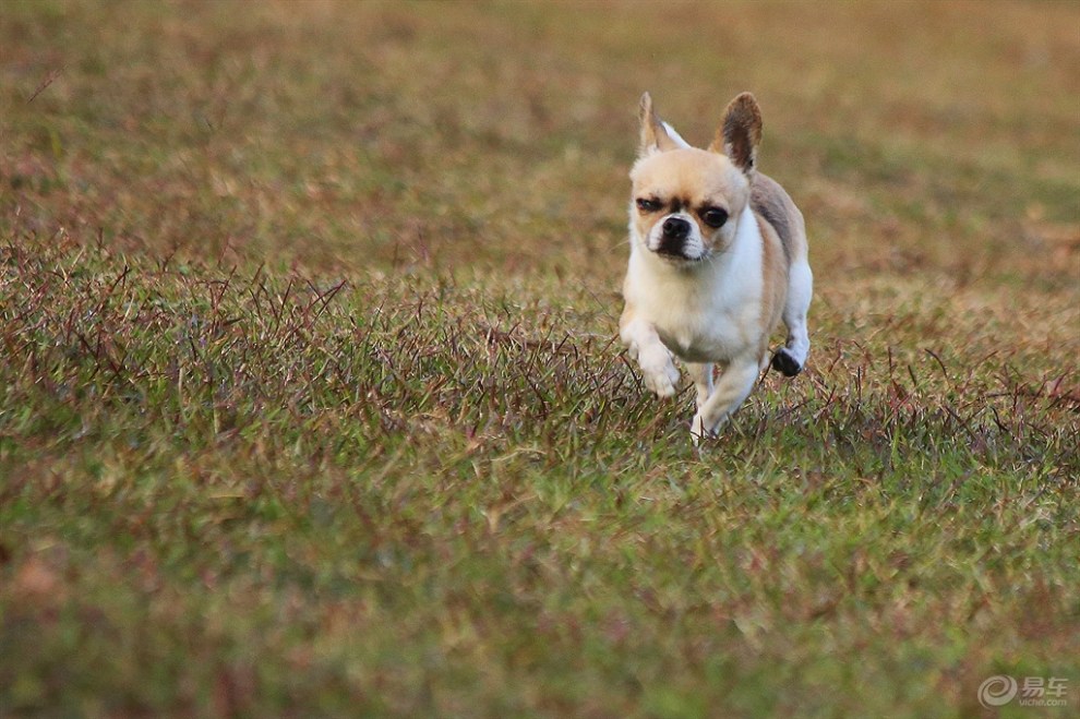 【欢乐萌宠第八季】快乐的吉娃娃