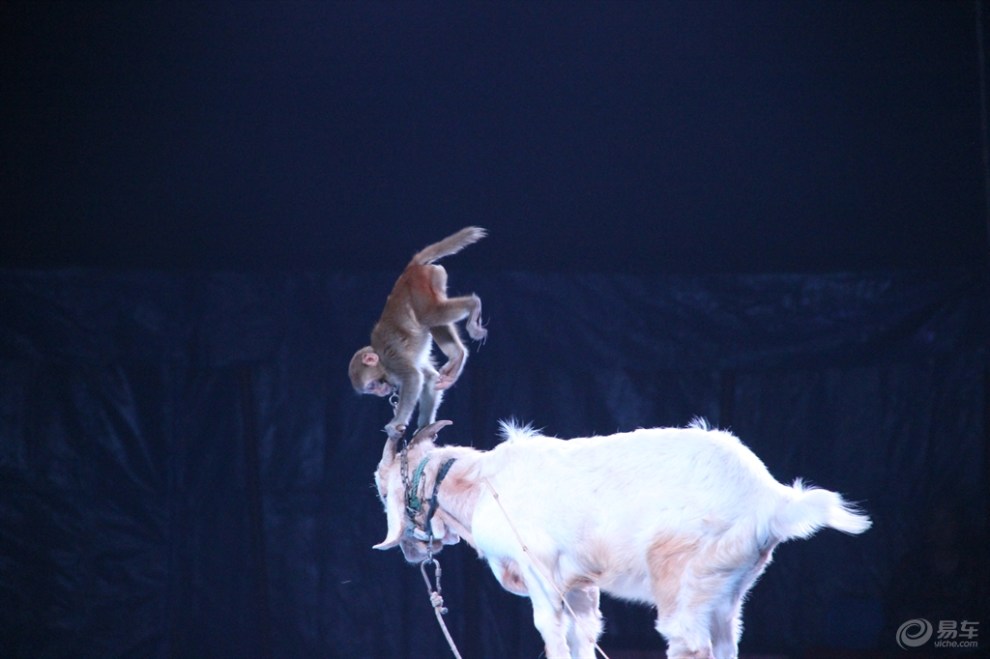 马戏(山羊表演)