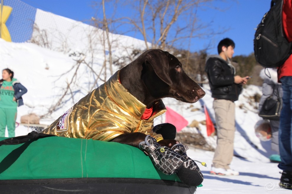 坐在轮胎里的狗狗