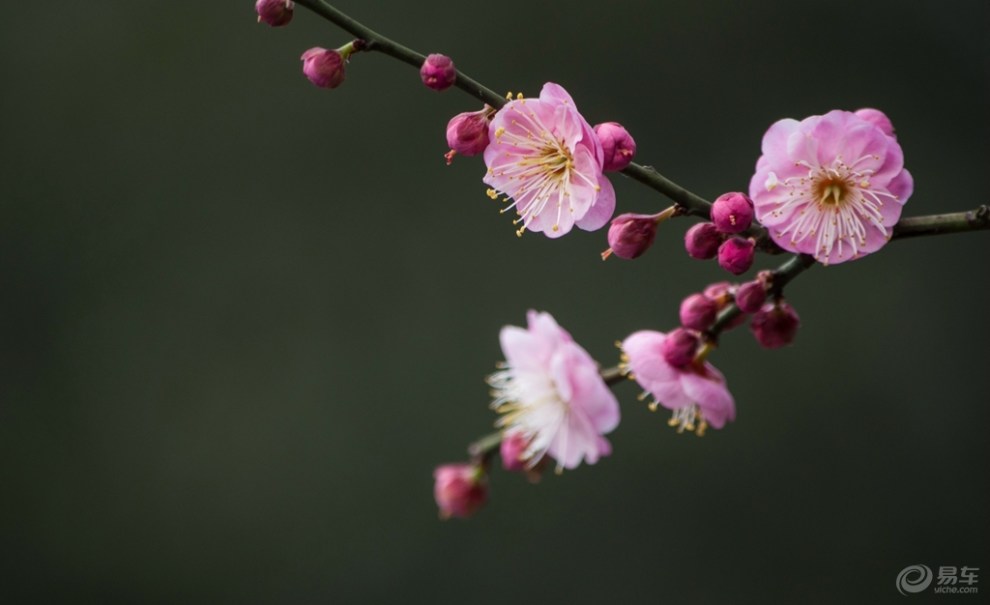 【最美春色】梅花