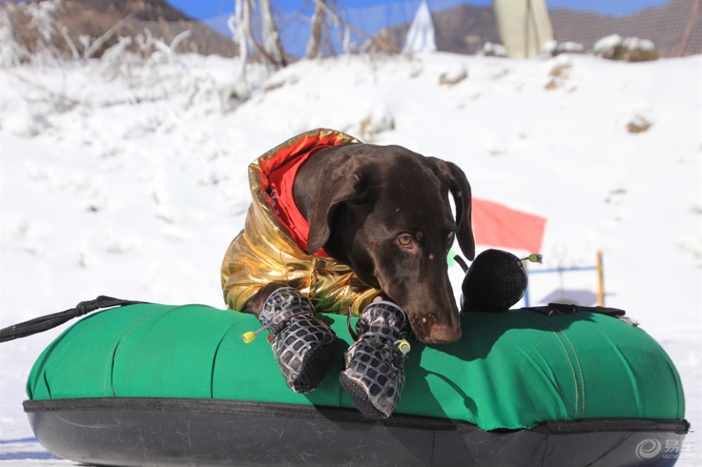 坐在轮胎里的狗狗