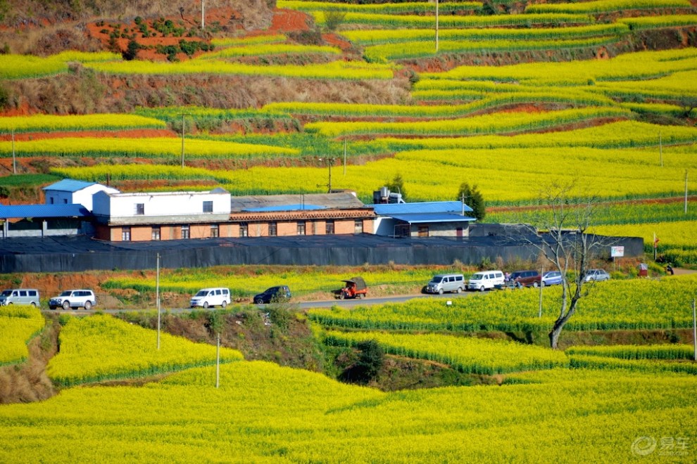 塔甸的油菜花二