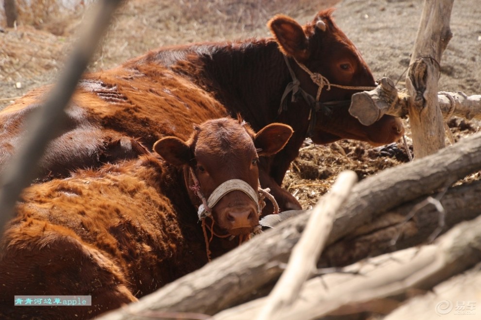 【黄牛】_宠物当家社区图片集锦_汽车论坛-易车网