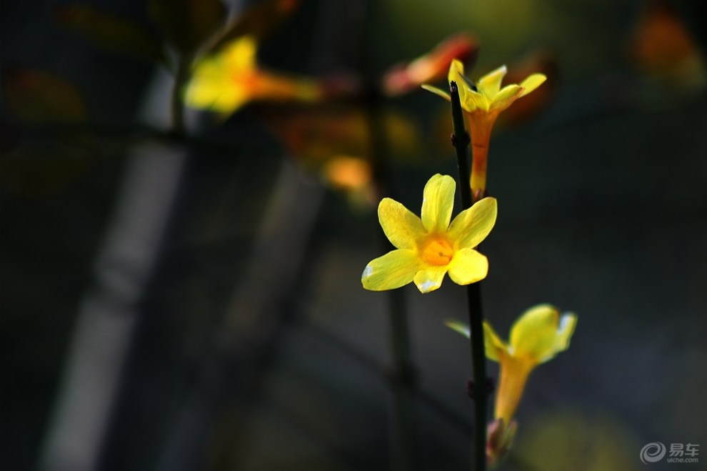 迎春花而開