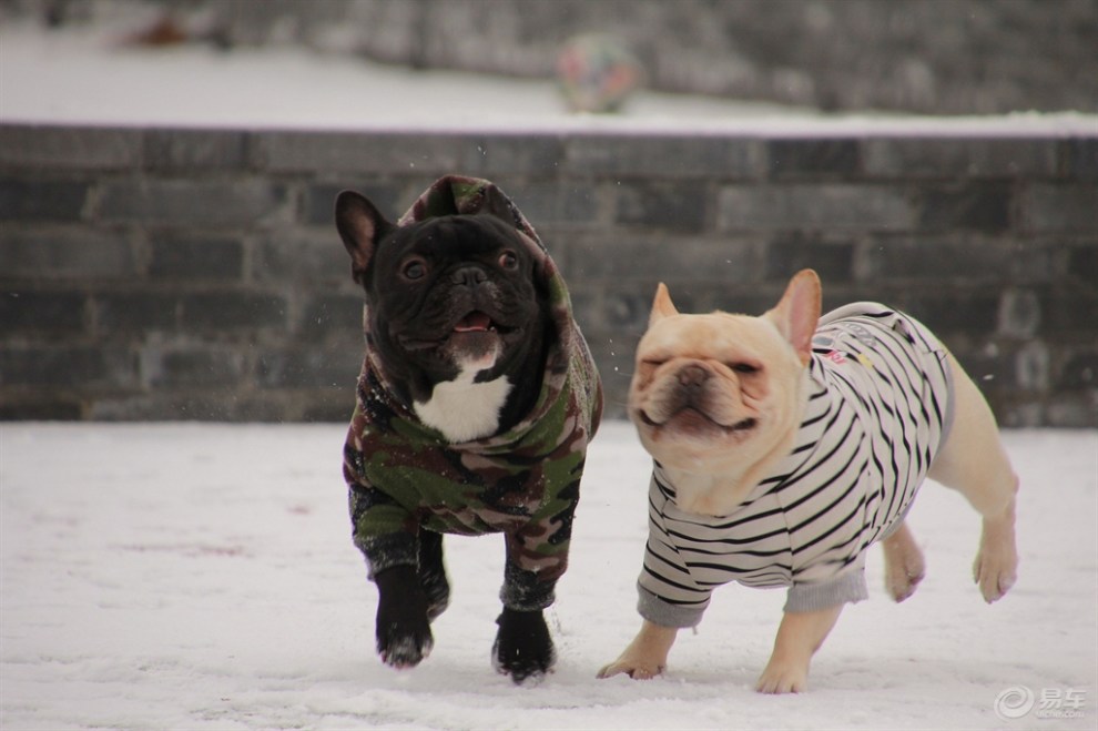 【欢乐萌宠第二季】雪地撒欢