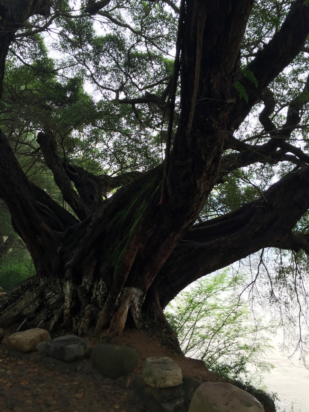 欣赏一下赣州老家的榕树