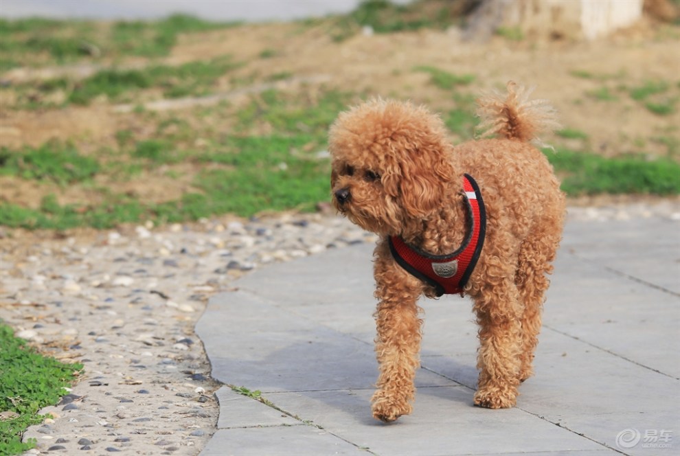 【欢乐萌宠第三季】泰迪毛毛球