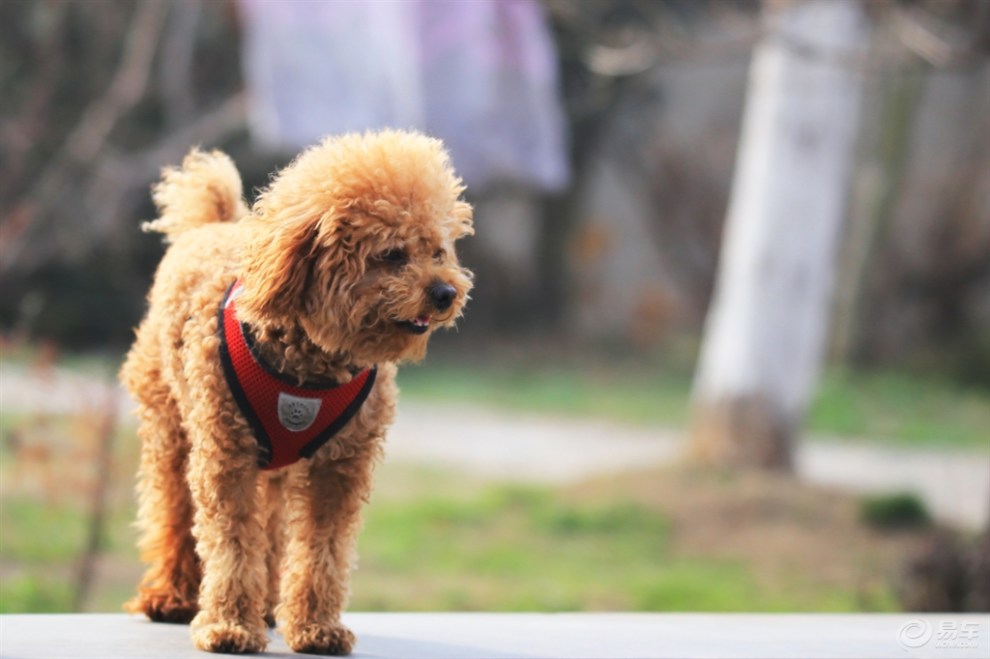 【欢乐萌宠第三季】泰迪毛毛球