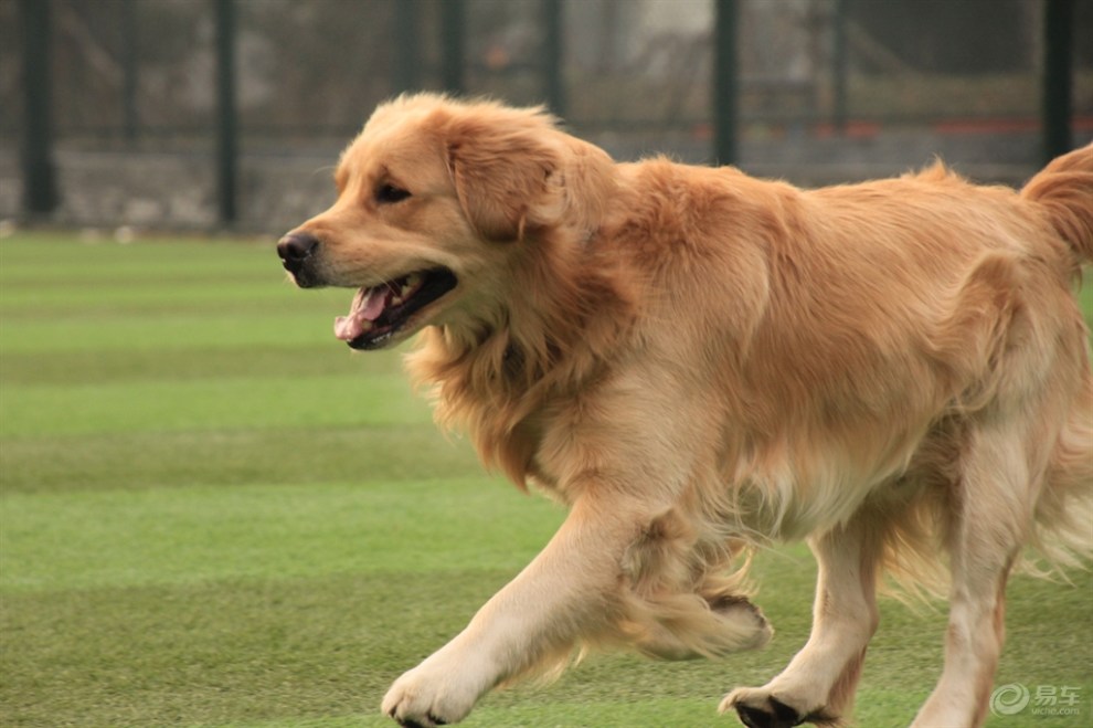 【欢乐萌宠第三季】奔跑金毛