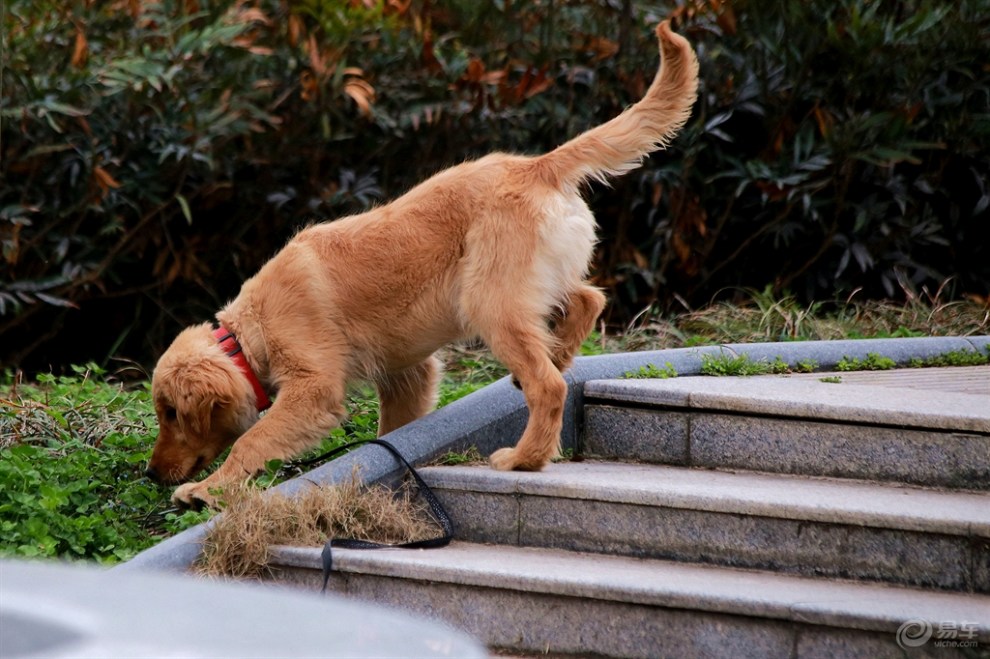 【欢乐萌宠第三季】遛弯的狗狗