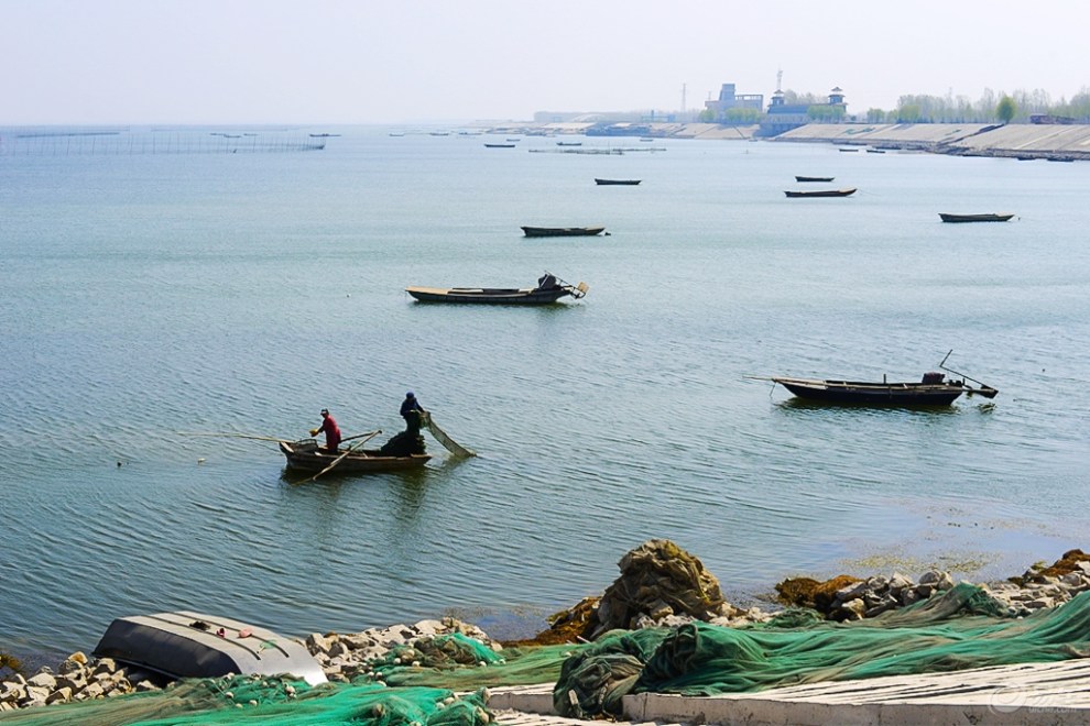 【最美春色】 春绿东平湖