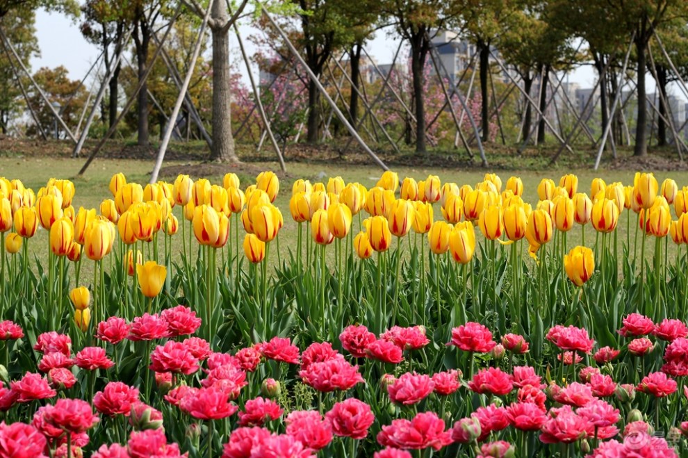 【顧村公園】又一道美麗的風景線——鬱金香花海