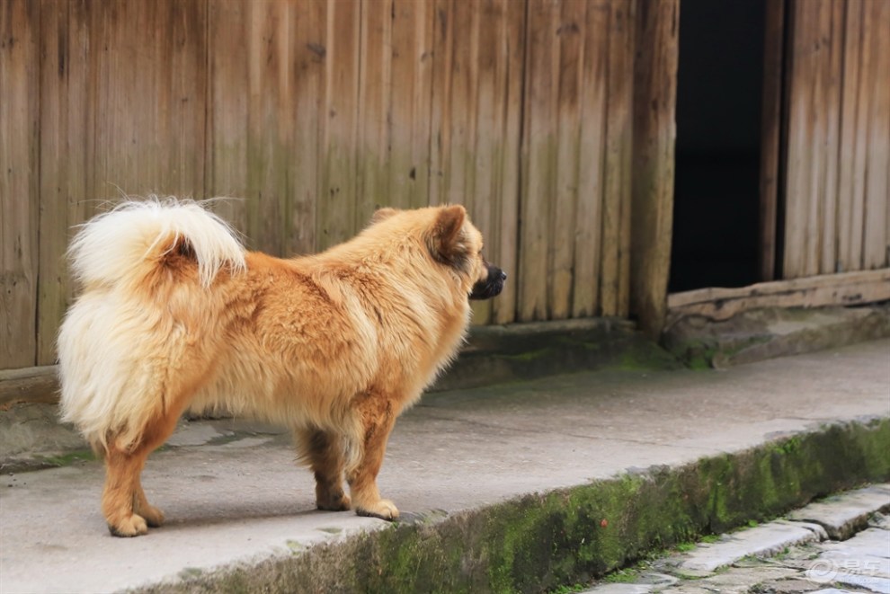 【桂林山水之旅】古镇闲逛的狗狗