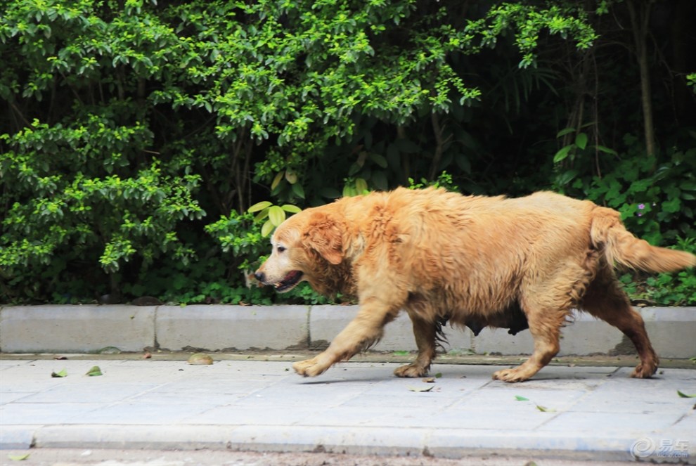 【桂林山水之旅】大圩镇口的狗妈妈