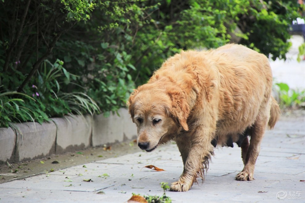 【桂林山水之旅】大圩镇口的狗妈妈