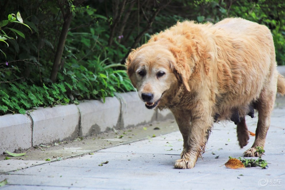 【桂林山水之旅】大圩镇口的狗妈妈