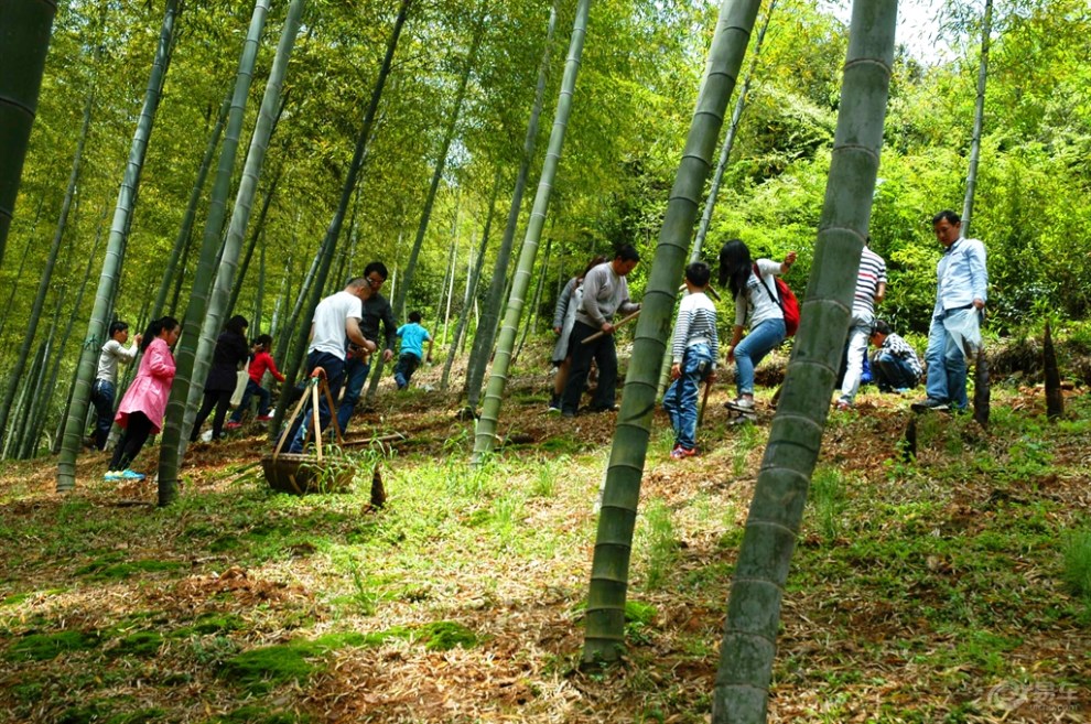 【无锡cs35车友会】挖笋啦--宜兴湖父自驾游