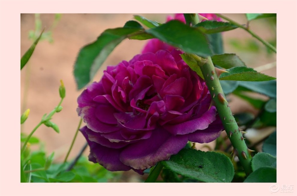 热情如火的玫瑰花