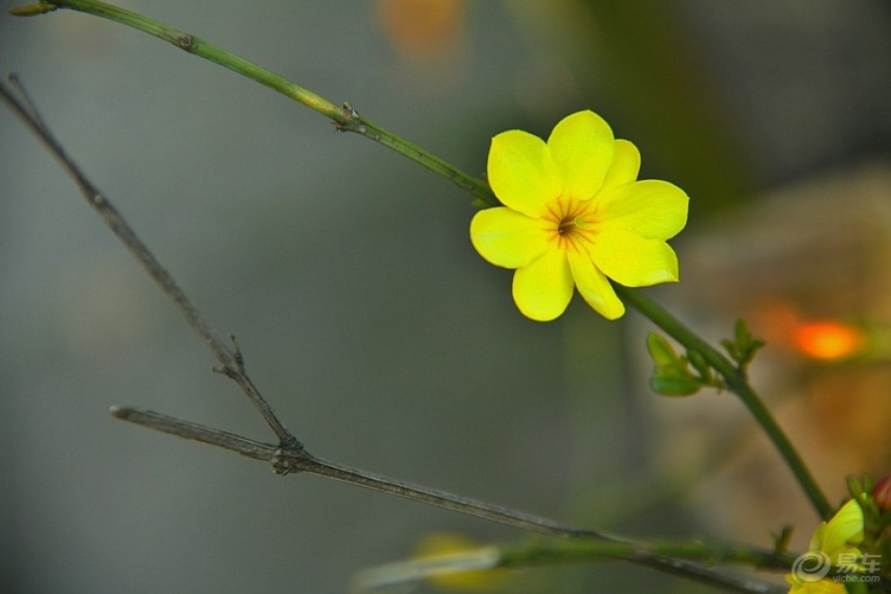 迎春花