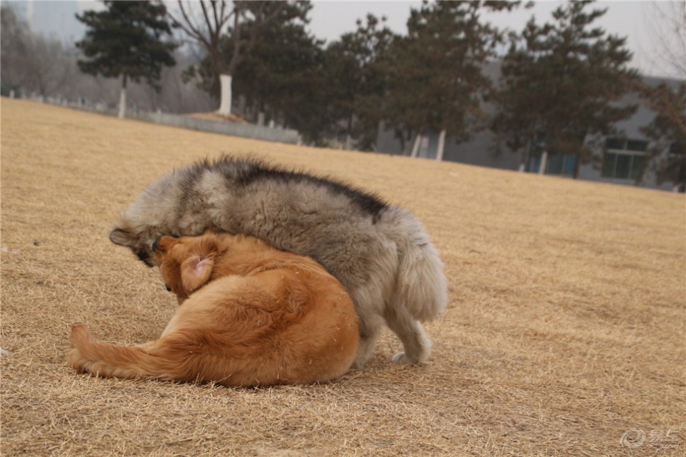 【欢乐萌宠第四季】当阿拉斯加遇上金毛