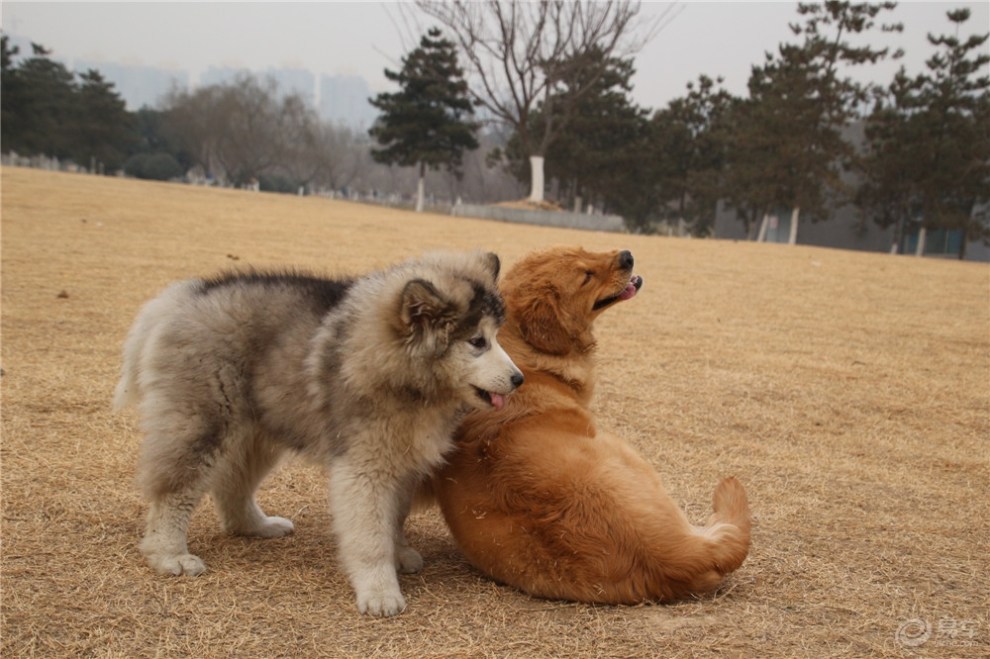 【欢乐萌宠第四季】当阿拉斯加遇上金毛