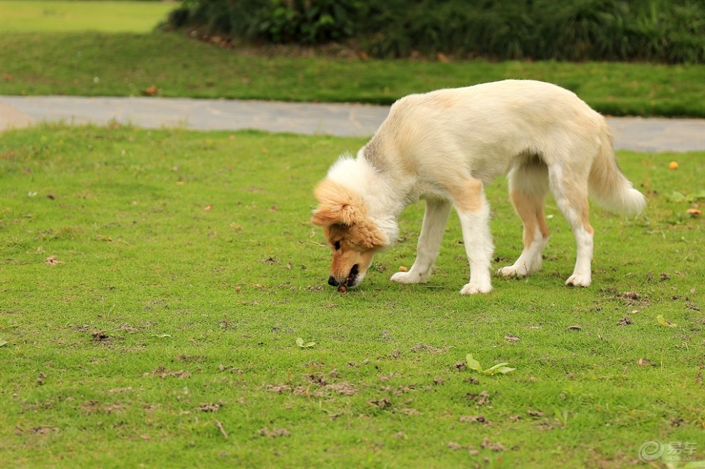 【欢乐萌宠第四季】玩耍的狗狗