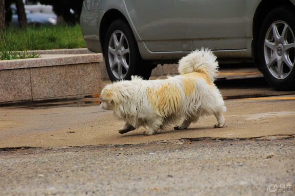【欢乐萌宠第四季】走路摇摆的狗狗