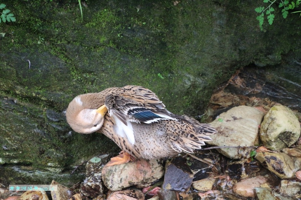 【桂林山水之旅】梳洗的灰麻鸭