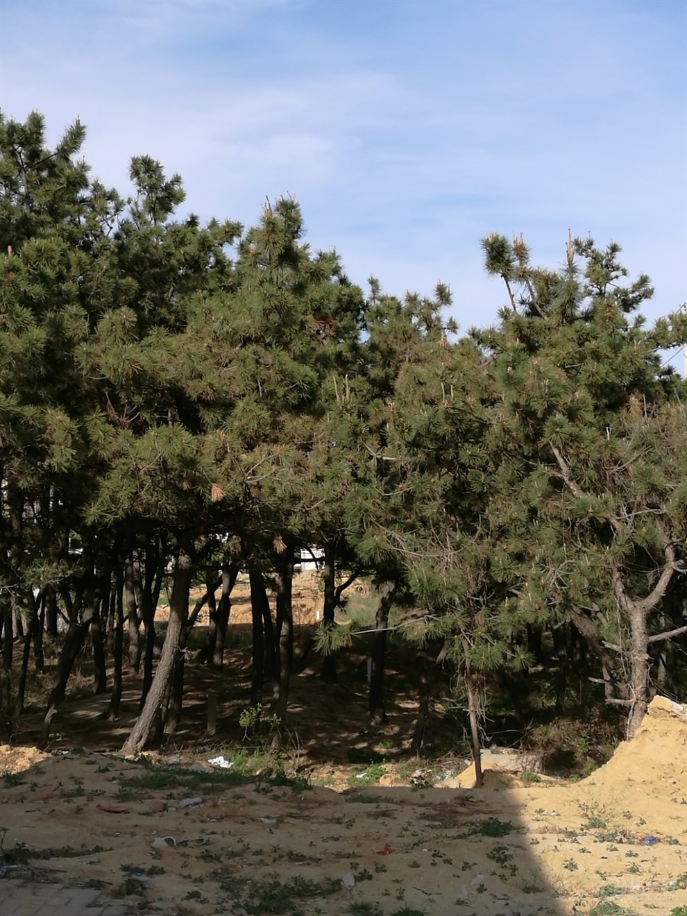 【五一自驾游】海边的黑松林