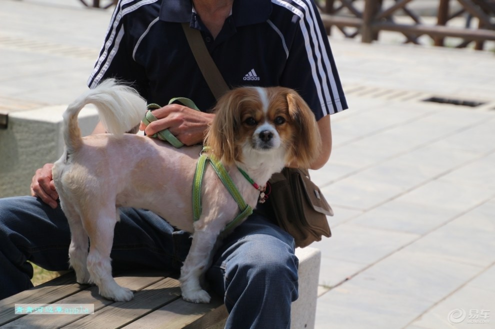 【欢乐萌宠第五季】剃了毛的蝴蝶犬