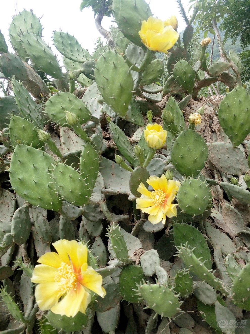 仙人掌開花了